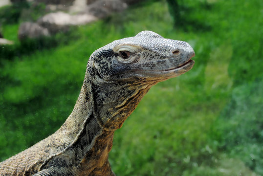 drag&oacute;n de comodo