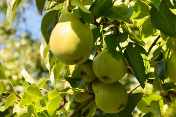 pear, kitchen-garden, garden, gardening, backyard, apple, tree, fruit, green, apples, food, branch, garden, nature, agriculture, healthy, orchard, leaf, summer, leaves, fresh, ripe, crop, plant
