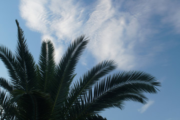Fototapeta na wymiar Palm leavves on a blue skyline background