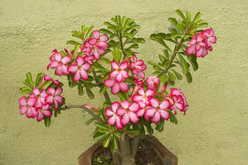 Bunch of pink garden flowers in India