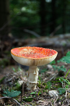 Autumn amanita mushroom, red muscaria. Agaric spores.