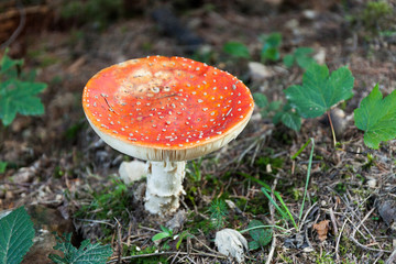 Autumn agaric amanita mushroom, red colorful cap.