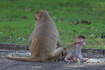 Animals,  baby monkey snuggles to its mother,  they are in KUM PHA WA PI park,  at UDONTHANI province THAILAND.