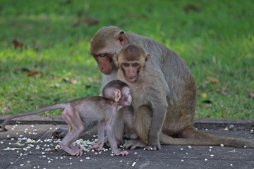 Animals,  baby monkey snuggles to its mother,  they are in KUM PHA WA PI park,  at UDONTHANI province THAILAND.