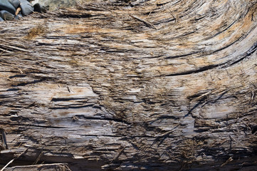 Naklejka premium Texture of old driftwood, washed up by the sea