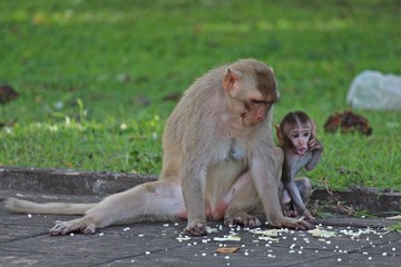 Fototapeta premium Animals, baby monkey snuggles to its mother, they are in KUM PHA WA PI park, at UDONTHANI province THAILAND.