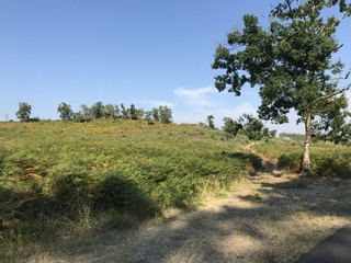 forêt de pins maritimes
