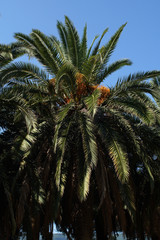 Date palm tree branch with the sky in the background
