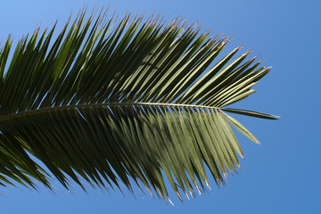 Date palm tree branch with the sky in the background