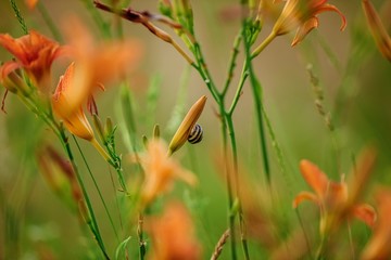  Slug between the lilies at dusk