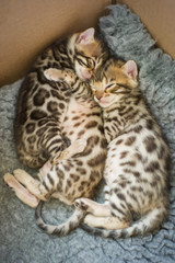Bengal Kitten sleeping in Box