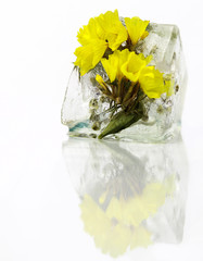 flowers in ice cube on a white background