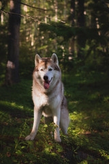 Portrait of free and beautiful dog breed siberian husky standing in the green mysterious forest and at sunset