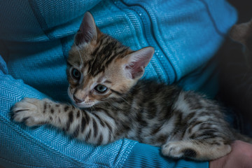 Fototapeta na wymiar Bengal Kitten relaxing on Arm