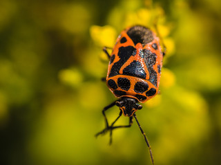 bugs