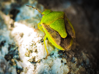 bugs