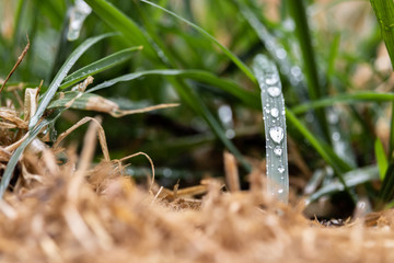 Water Droplets on a Field of Grass