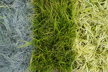 three colors green grass texture