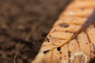 Ants Fighting on a Leaf