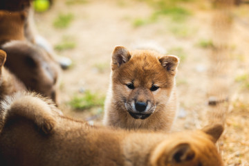 Close-up Portrait of cute japanese shiba inu puppy standing outside on the ground and looking to the camera