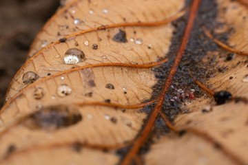 Macro of Water Droplets on a Leaf