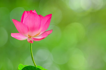 Royalty high quality free stock image of a pink lotus flower. The background is the lotus leaf and pink lotus flower and lotus bud in a pond