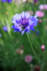 Flowers in the garden