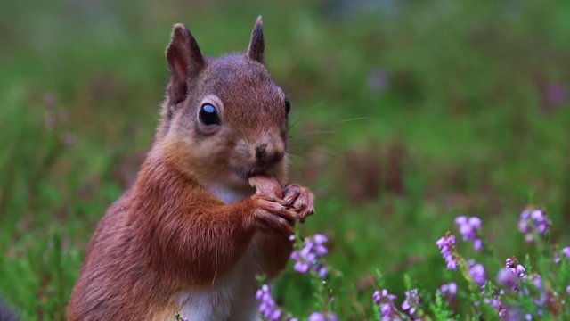 red squirrel, Sciurus vulgaris, close up eating a nut around purple, flowering heather in the cairngorms NP, scotland, august.