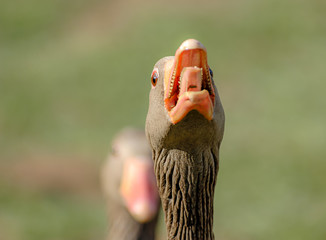 Graugans (Anser anser) © Bumann