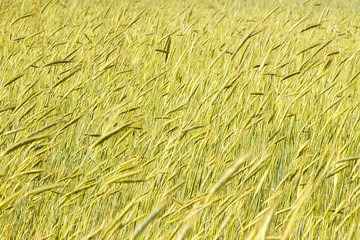 Wheat spike matures on the floor as a background