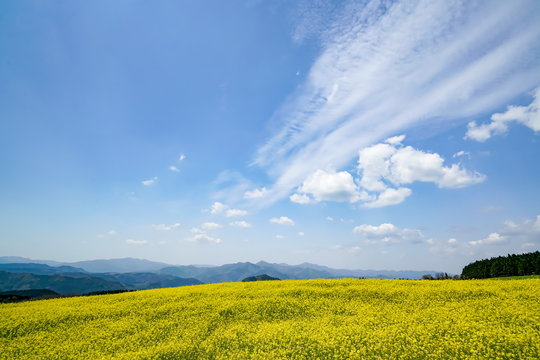 菜の花　亀石峠