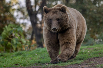 Fototapeta na wymiar cute brown bear in forest. bear in forest landscape.