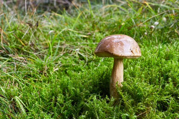 Fungus Leccinum cyaneobasileucum