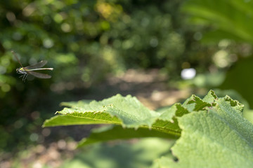 Libelle startet von  einem Blatt