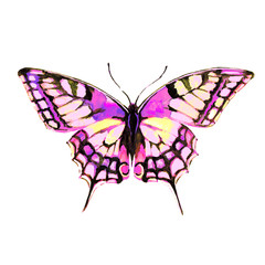butterfly,watercolor,on a white