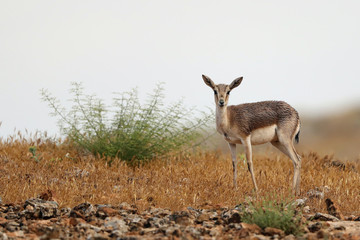 
Goitered gazelle Gazella subgutturosa
