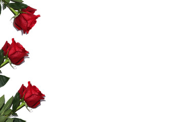 Red roses isolated on white background, frame