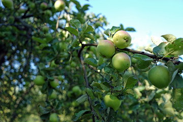 Green apples growing on a tree branch in the apple orchard.