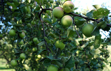Green apples growing on a tree branch in the apple orchard.