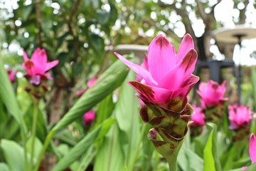 Obraz premium Siam tulip flowers in tropical