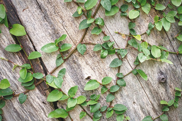 Climbing Ivy Plants on Wooden Wall Background