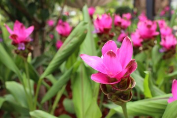 Siam tulip flowers in tropical