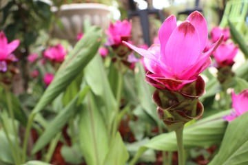 Siam tulip flowers in tropical