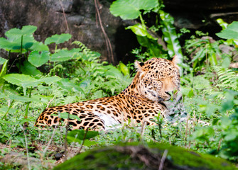 Leopard resting in middle of green nature with open eyes