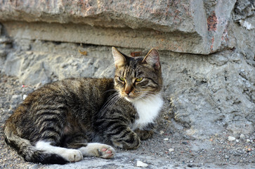Gray striped cat on a stone wall background.