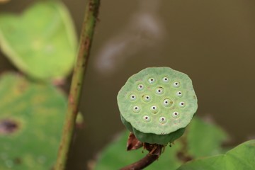Lotus seed in tropical