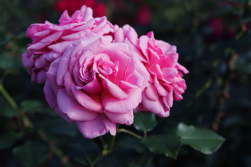 Pink roses in the garden close up