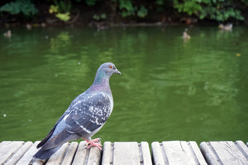 The gray dove stands on a wooden platform and looks out over the water.