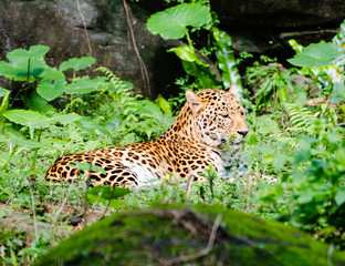Naklejka na ściany i meble Leopard resting in middle of green nature with open closed eyes