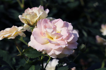 Delicate pink roses in the garden